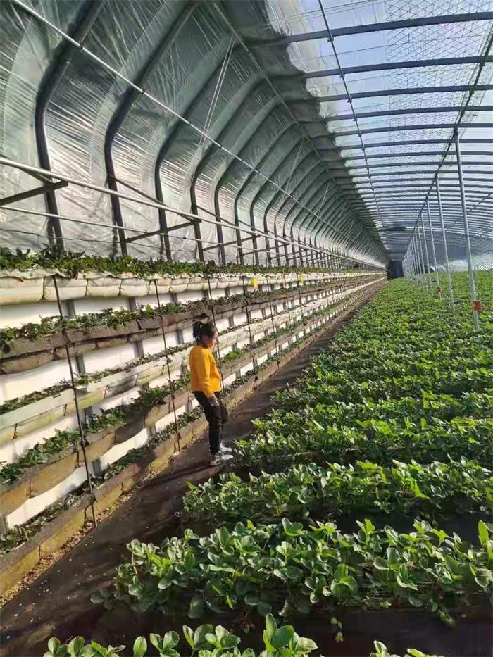 种植暖棚